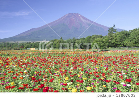 百日草と富士山 百日草と富士山 13867605