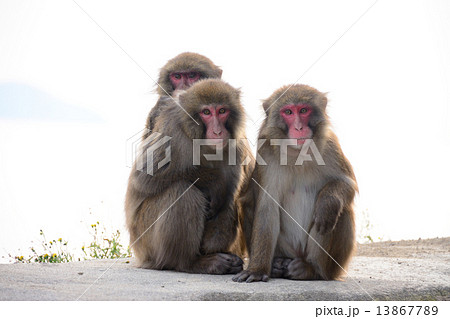 家族写真 13867789