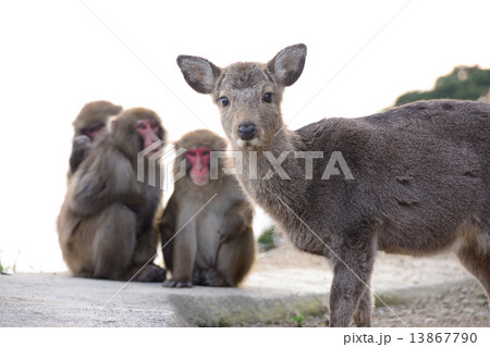 ちょっと失礼(フレームイン) 13867790