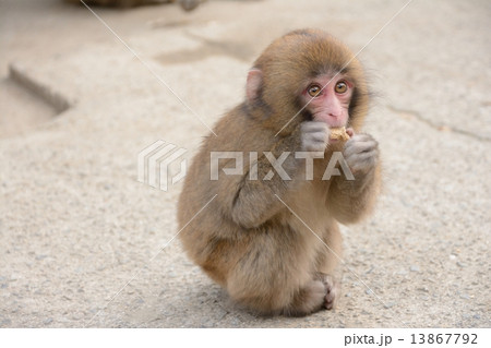 お食事中 お食事中 13867792