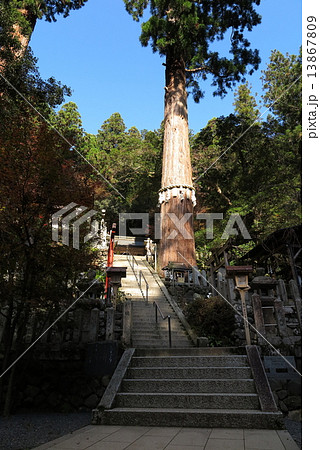 由岐神社の大杉社 由岐神社の大杉社 13867809