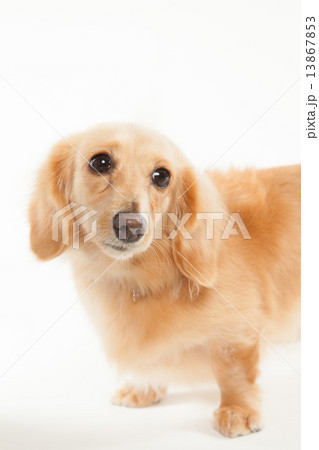 ミニチュアダックスフンド•３歳•メス 13867853