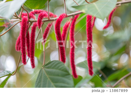 ベニヒモノキ 13867899