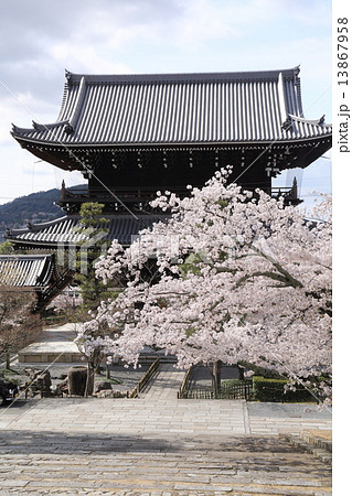 京都 春の金戒光明寺 京都 春の金戒光明寺 13867958