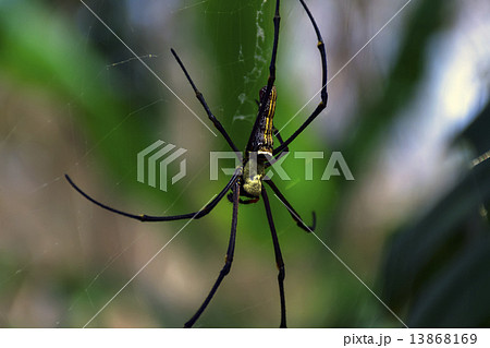Golden Silk Orb-Weaver 13868169