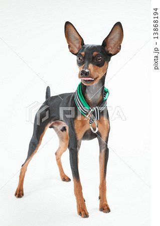 ミニチュアピンシャー•9ヶ月•オス ミニチュアピンシャー•9ヶ月•オス 13868194