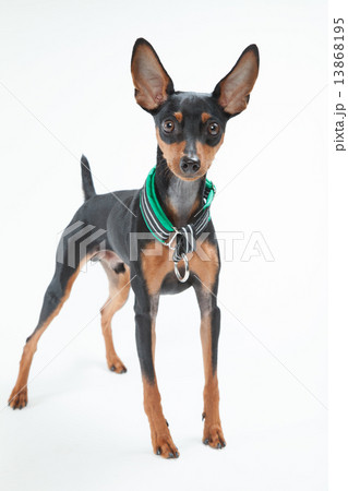 ミニチュアピンシャー•９ヶ月•オス 13868195