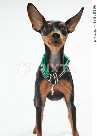 ミニチュアピンシャー•９ヶ月•オス 13868196