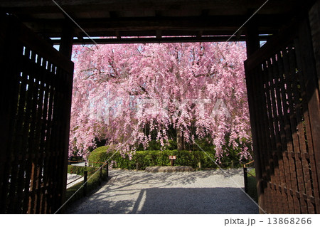 京都 退蔵院　余香苑の枝垂れ桜 13868266