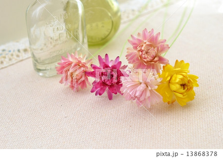 ヘリクリサムのドライフラワー ヘリクリサムのドライフラワー 13868378