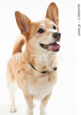 ミックス犬 コーギー 柴犬 １１歳 メスの写真素材