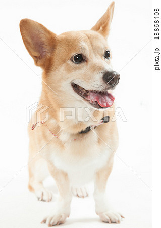 ミックス犬 コーギー 柴犬 １１歳 メスの写真素材