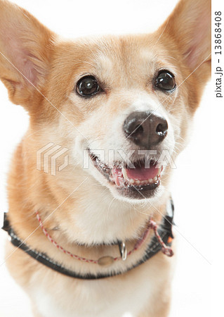 ミックス犬 コーギー 柴犬 １１歳 メスの写真素材