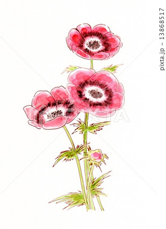 アネモネ 13868517
