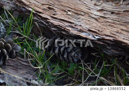 松ぼっくり 松ぼっくり 13868552