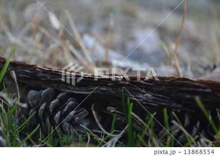 松ぼっくり 13868554