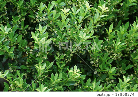 犬黄楊　イヌツゲの小さな花 13868574