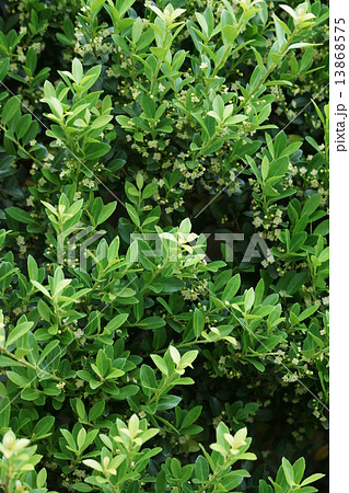 犬黄楊　イヌツゲの小さな花 13868575