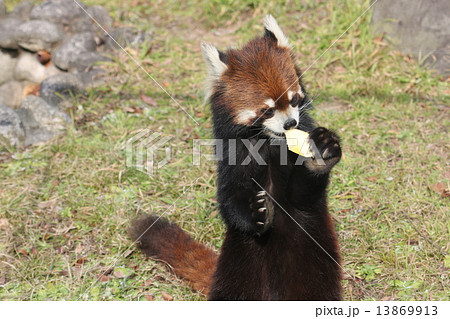 レッサーパンダ　天王寺動物園（大阪） 13869913