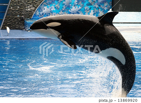 Killer Whale 13869920