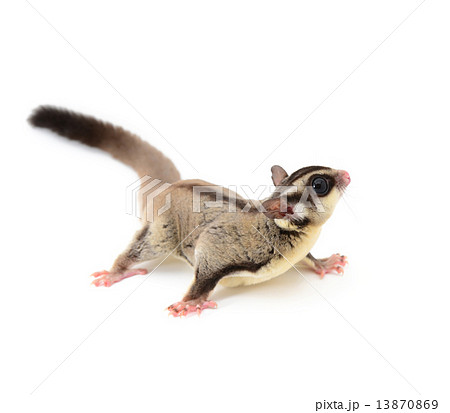 Sugarglider 13870869
