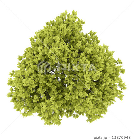 top view of honey locust tree isolated on white background top view of honey locust tree isolated on white background 13870948