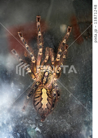 Spider Tarantula 13871248