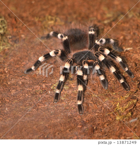 Tarantula 13871249
