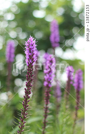 リアトリス 13872153