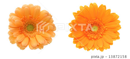 ガーベラ ガーベラ 13872158