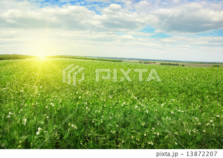Beautiful sunrise over field pea Beautiful sunrise over field pea 13872207