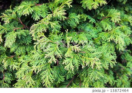 Evergreen juniper branches Evergreen juniper branches 13872464