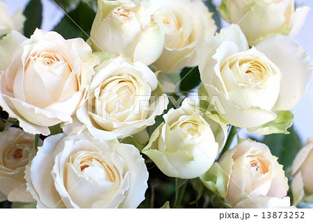 白いバラの花束 スプレーアプリコットネオアンティーク の写真素材