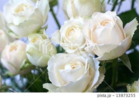 白いバラの花束 スプレーアプリコットネオアンティーク の写真素材