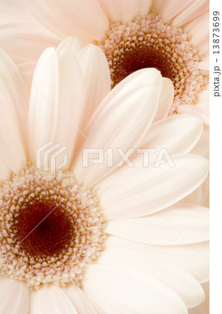 ガーベラピンク ガーベラピンク 13873699