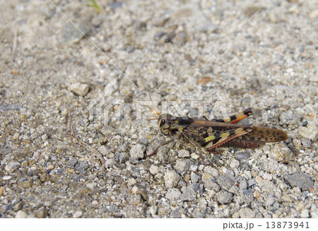 トノサマバッタ 13873941