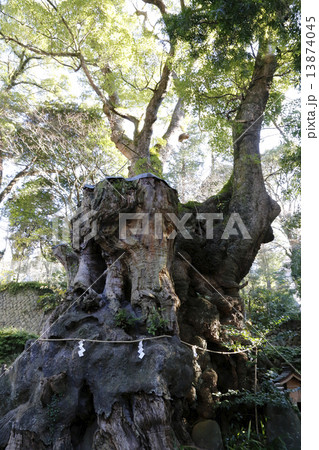 熱海来宮神社 熱海来宮神社 13874045