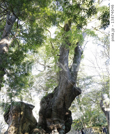 熱海来宮神社 熱海来宮神社 13874046