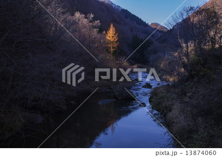 渓谷の夕日のカラ松の樹 渓谷の夕日のカラ松の樹 13874060