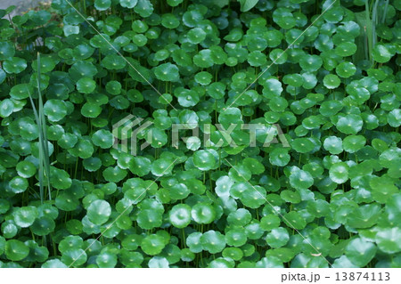 団扇銭草ウチワゼニグサ ウォーターマッシュルームと呼ばれています。 団扇銭草ウチワゼニグサ ウォーターマッシュルームと呼ばれています。 13874113
