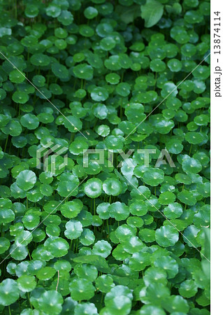 団扇銭草ウチワゼニグサ　ウォーターマッシュルームと呼ばれています。 13874114