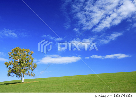 北海道 美瑛町 草原と一本の木 北海道 美瑛町 草原と一本の木 13874838