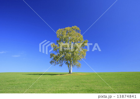 北海道 美瑛町 草原と一本の木 北海道 美瑛町 草原と一本の木 13874841