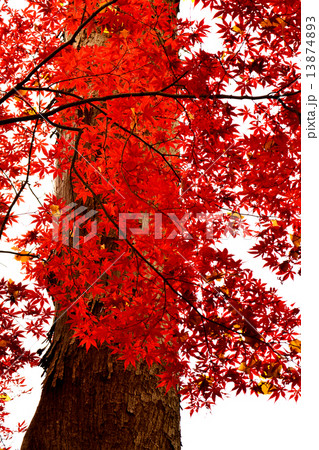 もみじ 13874893