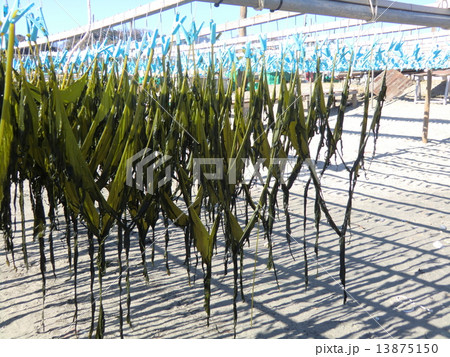 　ワカメ干しは早春の風物詩 13875150