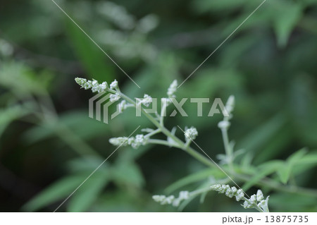 セイヨウニンジンボクの花の蕾 セイヨウニンジンボクの花の蕾 13875735