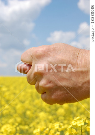 Farmer's hand show fig over field 13880086