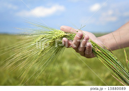 Farmer hand keep green wheat spikelet. 13880089