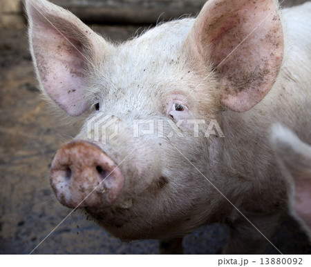 village pig. 13880092
