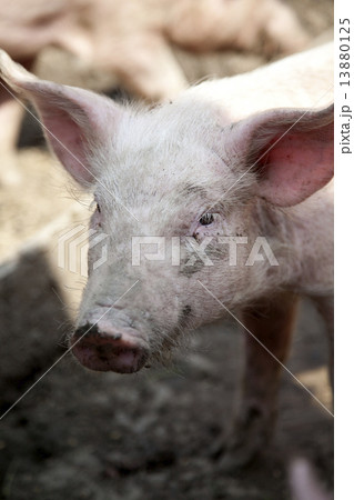 Ukrainian farm pigs Ukrainian farm pigs 13880125